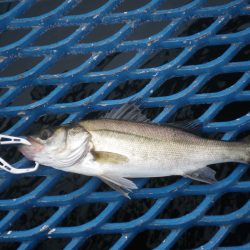 オリジナルメーカー海づり公園(市原市海づり施設) 釣果
