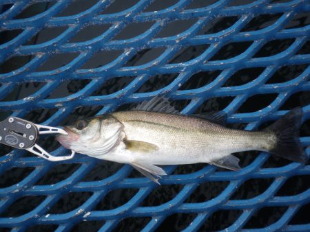 オリジナルメーカー海づり公園(市原市海づり施設) 釣果
