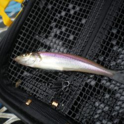 オリジナルメーカー海づり公園(市原市海づり施設) 釣果