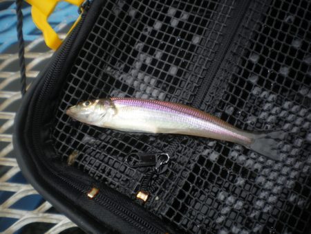 オリジナルメーカー海づり公園(市原市海づり施設) 釣果