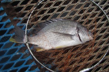 オリジナルメーカー海づり公園(市原市海づり施設) 釣果