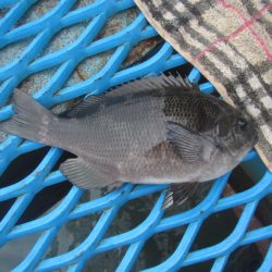 オリジナルメーカー海づり公園(市原市海づり施設) 釣果