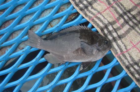 オリジナルメーカー海づり公園(市原市海づり施設) 釣果