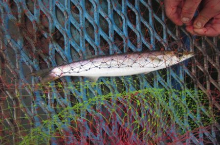 オリジナルメーカー海づり公園(市原市海づり施設) 釣果