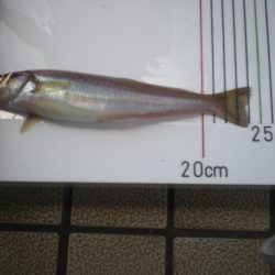 オリジナルメーカー海づり公園(市原市海づり施設) 釣果