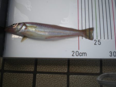 オリジナルメーカー海づり公園(市原市海づり施設) 釣果