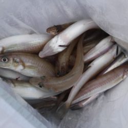 遊漁船 幸友丸 釣果