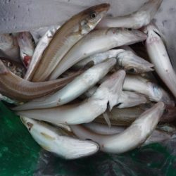 遊漁船 幸友丸 釣果