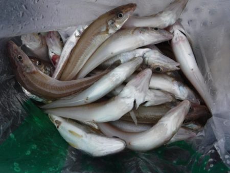 遊漁船 幸友丸 釣果