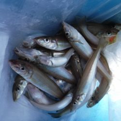 遊漁船 幸友丸 釣果