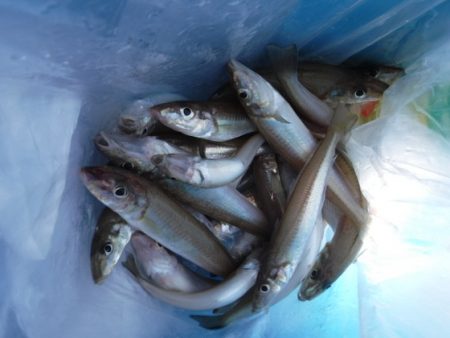 遊漁船 幸友丸 釣果