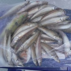 遊漁船 幸友丸 釣果