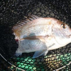 真祐丸 （しんゆうまる） 釣果