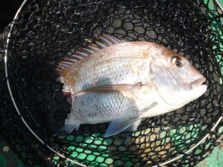 真祐丸 （しんゆうまる） 釣果