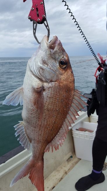 海峰 釣果