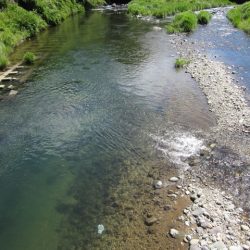 狩野川(狩野川漁業協同組合) 釣果