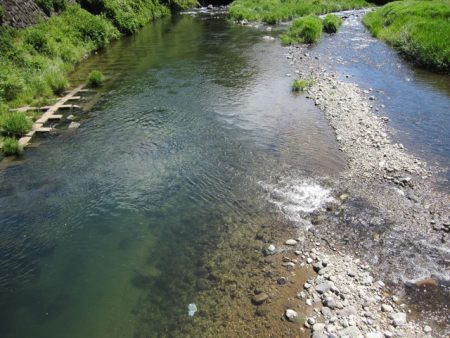 狩野川(狩野川漁業協同組合) 釣果