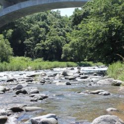 狩野川(狩野川漁業協同組合) 釣果