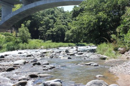 狩野川(狩野川漁業協同組合) 釣果