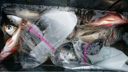 宝昌丸 釣果
