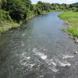 狩野川(狩野川漁業協同組合) 釣果