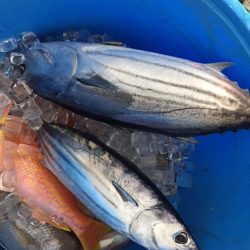 フィッシングハウス伊藤 釣果