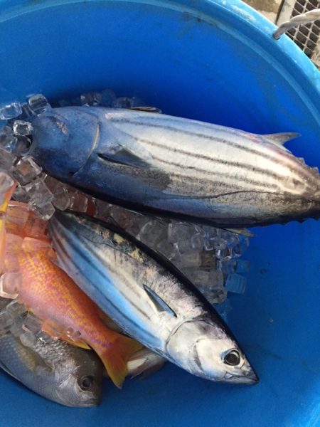 フィッシングハウス伊藤 釣果