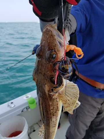 遊漁船 ニライカナイ 釣果