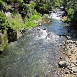 狩野川(狩野川漁業協同組合) 釣果