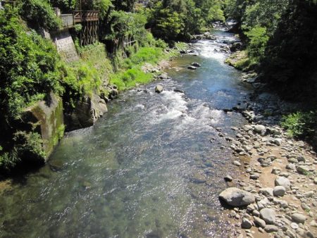 狩野川(狩野川漁業協同組合) 釣果