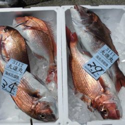 大進丸(新潟) 釣果