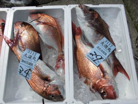 大進丸(新潟) 釣果