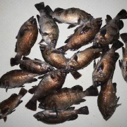 TOPGUN名古屋 釣果