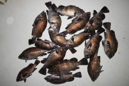 TOPGUN名古屋 釣果