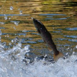 小菅トラウトガーデン 釣果