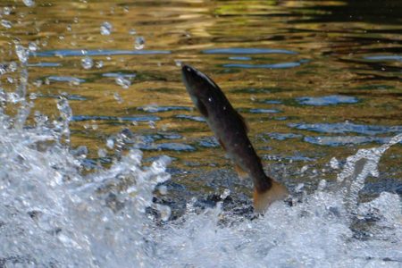 小菅トラウトガーデン 釣果
