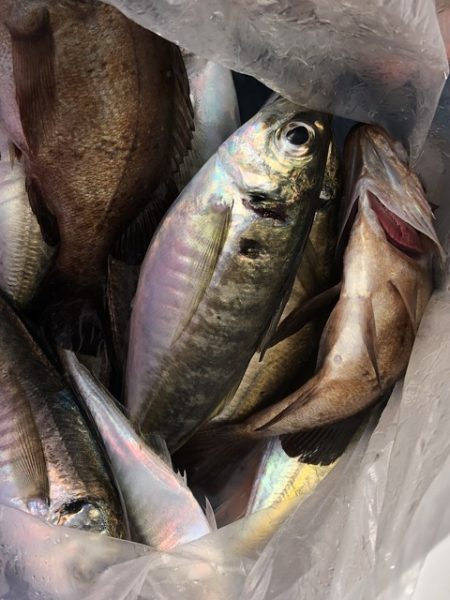 第二辰丸 釣果