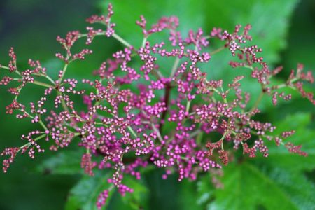 小菅トラウトガーデン 釣果