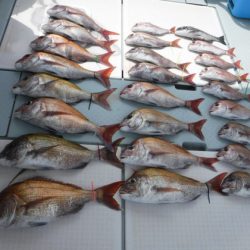 遊漁船 幸友丸 釣果