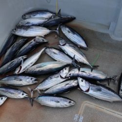 へいみつ丸 釣果