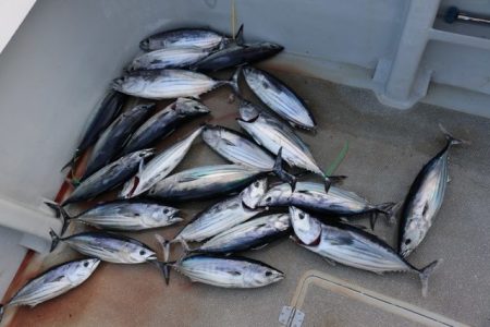 へいみつ丸 釣果