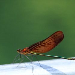 小菅トラウトガーデン 釣果