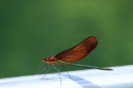 小菅トラウトガーデン 釣果