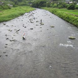 狩野川(狩野川漁業協同組合) 釣果
