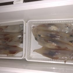 幸風（さちかぜ） 釣果