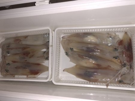 幸風（さちかぜ） 釣果