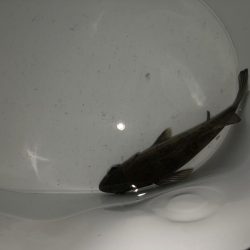 二見メバリング8