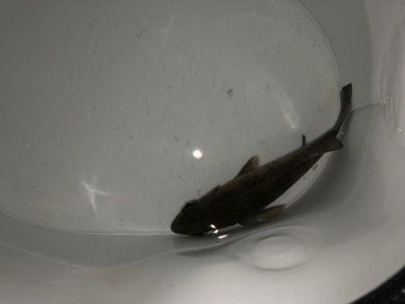 二見メバリング8