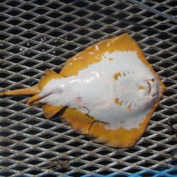 オリジナルメーカー海づり公園(市原市海づり施設) 釣果