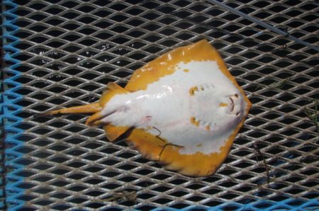 オリジナルメーカー海づり公園(市原市海づり施設) 釣果